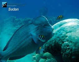 Sudan 